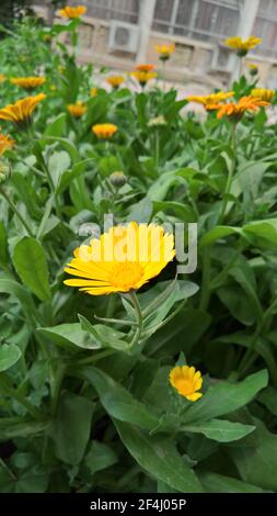 photo en gros plan de la belle folie jaune dans le jardin Banque D'Images