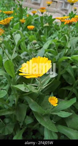 photo en gros plan de la belle folie jaune dans le jardin Banque D'Images