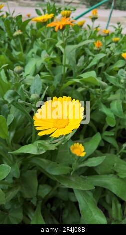 photo en gros plan de la belle folie jaune dans le jardin Banque D'Images