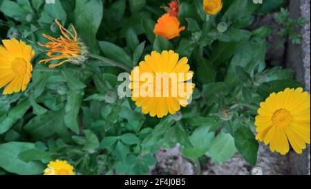 photo en gros plan de la belle folie jaune dans le jardin Banque D'Images