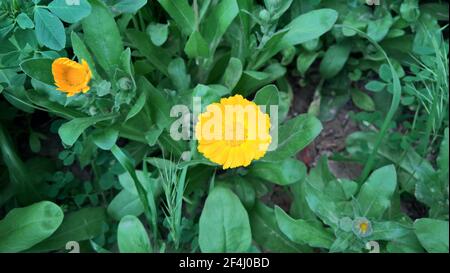 photo en gros plan de la belle folie jaune dans le jardin Banque D'Images