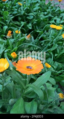 photo en gros plan de la belle folie jaune dans le jardin Banque D'Images