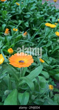 photo en gros plan de la belle folie jaune dans le jardin Banque D'Images