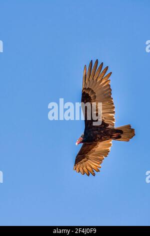 Une Turquie Vulture en vol a étendu ses ailes contre le ciel bleu clair de la réserve nationale de Big Cypress dans les Everglades de Floride. Banque D'Images