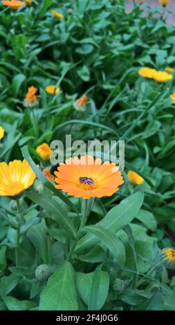 photo en gros plan de la belle folie jaune dans le jardin Banque D'Images