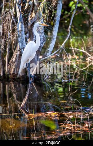 Un grand Egret traverse une succursale dans une zone de la piste de Tamiami qui traverse la réserve nationale de Big Cypress dans les Everglades de Floride. Banque D'Images