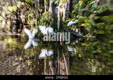 Un zoom de mouvement des aigrettes volant et de roosting dedans Un petit bout de la piste de Tamiami qui traverse le Big Cypress National Preserve dans l'EV de Floride Banque D'Images