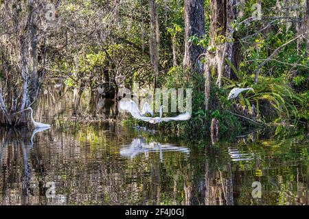 Des aigrettes volent et volent dans une éperon de la piste de Tamiami qui traverse la réserve nationale de Big Cypress dans les Everglades de Floride. Banque D'Images