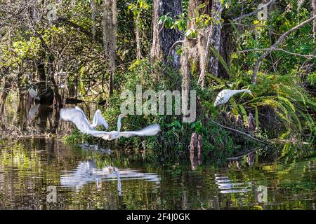 Des aigrettes volent et volent dans une éperon de la piste de Tamiami qui traverse la réserve nationale de Big Cypress dans les Everglades de Floride. Banque D'Images