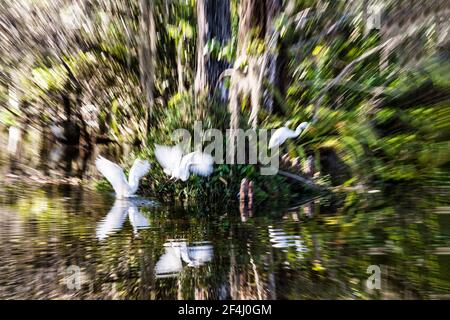 Un zoom de mouvement des aigrettes volant et de roosting dedans Un petit bout de la piste de Tamiami qui traverse le Big Cypress National Preserve dans l'EV de Floride Banque D'Images