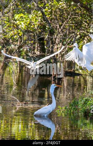 Des aigrettes volent et volent dans une éperon de la piste de Tamiami qui traverse la réserve nationale de Big Cypress dans les Everglades de Floride. Banque D'Images