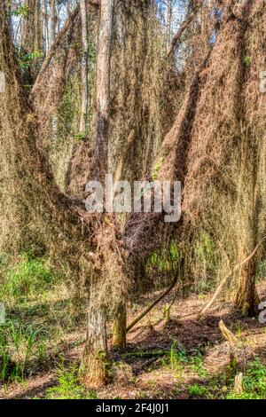 Les vignes séchées couvrent complètement un arbre de la promenade à Le musée Ah-Tah-Thi-Ki de la tribu Seminole de Floride situé Sur la piste de Tamiami à Cl Banque D'Images
