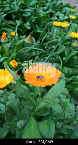 photo en gros plan de la belle folie jaune dans le jardin Banque D'Images