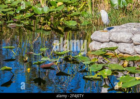 Un aigrette enneigé se trouve au bout du bateau qui débarque dans la zone de gestion de la faune des Everglades et Francis S. Taylor, sur l'alligator Alley, I-75, en fleurs Banque D'Images