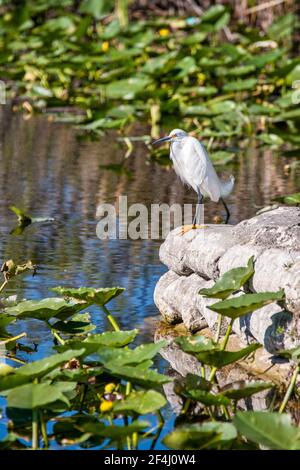 Un aigrette enneigé se trouve au bout du bateau qui débarque dans la zone de gestion de la faune des Everglades et Francis S. Taylor, sur l'alligator Alley, I-75, en fleurs Banque D'Images