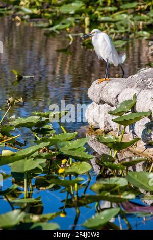 Un aigrette enneigé se trouve au bout du bateau qui débarque dans la zone de gestion de la faune des Everglades et Francis S. Taylor, sur l'alligator Alley, I-75, en fleurs Banque D'Images