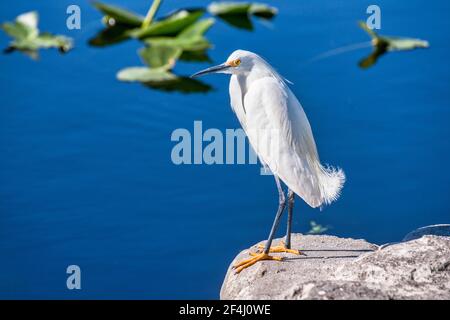 Un aigrette enneigé se trouve au bout du bateau qui débarque dans la zone de gestion de la faune des Everglades et Francis S. Taylor, sur l'alligator Alley, I-75, en fleurs Banque D'Images