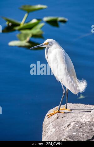 Un aigrette enneigé se trouve au bout du bateau qui débarque dans la zone de gestion de la faune des Everglades et Francis S. Taylor, sur l'alligator Alley, I-75, en fleurs Banque D'Images