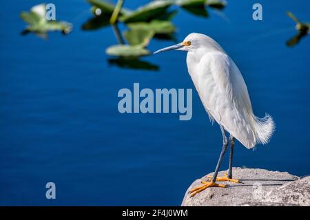 Un aigrette enneigé se trouve au bout du bateau qui débarque dans la zone de gestion de la faune des Everglades et Francis S. Taylor, sur l'alligator Alley, I-75, en fleurs Banque D'Images