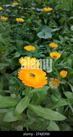 photo en gros plan de la belle folie jaune dans le jardin Banque D'Images