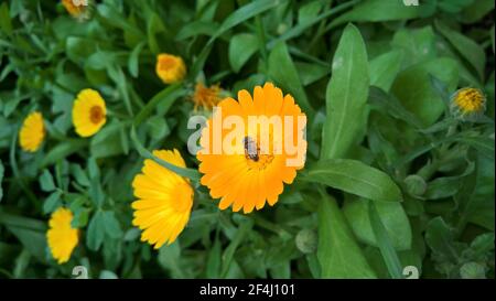 photo en gros plan de la belle folie jaune dans le jardin Banque D'Images