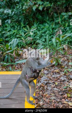 Une macaque femelle mangeant du crabe avec bébé attrape une femme géante d'orbe dorée comme nourriture dans Sungei Buloh Wetland Reserve de Singapour. Banque D'Images