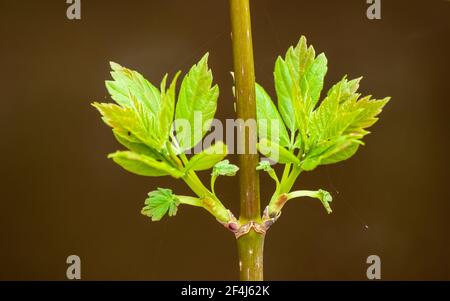 De nouvelles feuilles printanières éclatent. Box Elder (Acer negundo). Blackstone River and Canal Heritage State Park, Uxbridge, ma, États-Unis Banque D'Images