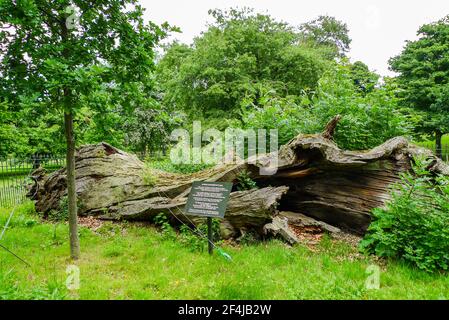 La Reine Elizabeth Oak, pensée à ce jour du XIIe siècle, s'est effondrée en 1991. Banque D'Images