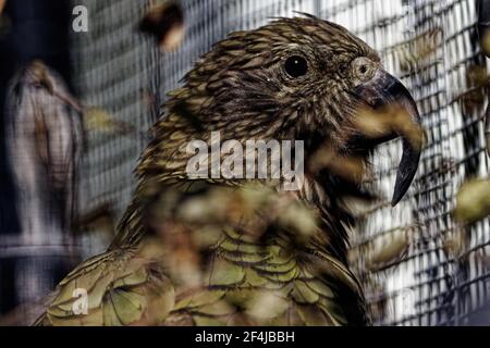 Le kea est un perroquet. C'est le seul perroquet vraiment alpestre au monde, et a acquis une notoriété précoce parmi les fermiers des colons pour les attaques contre leurs moutons. Banque D'Images