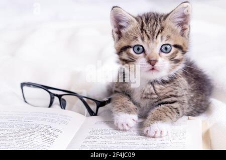 Chaton rayé avec livre et lunettes couché sur un lit blanc. Mignon petit chat domestique intelligent. Éducation et retour à l'école Banque D'Images