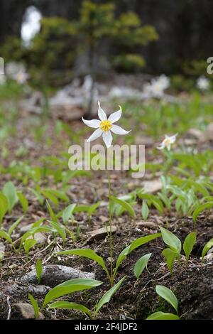 Fleur de lys à avalanche blanche (Erythronium montanum) Banque D'Images