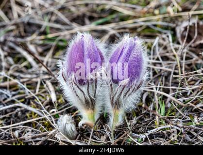 Fleurs sauvages ( Kuhschelle, Küchenschelle ) au printemps - Pasqueflower européen (Pulsatilla vulgaris) Banque D'Images