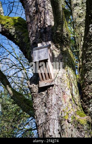 Maison de Bat en bois attachée à un arbre en Irlande Banque D'Images