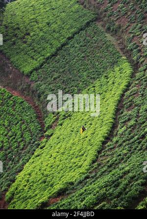 Les plantations de thé dans le nord-ouest du Rwanda. Banque D'Images