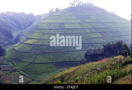 Les plantations de thé dans le nord-ouest du Rwanda. Banque D'Images