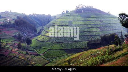 Les plantations de thé dans le nord-ouest du Rwanda. Banque D'Images