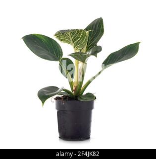 Philodendron birkin devant un fond blanc Banque D'Images