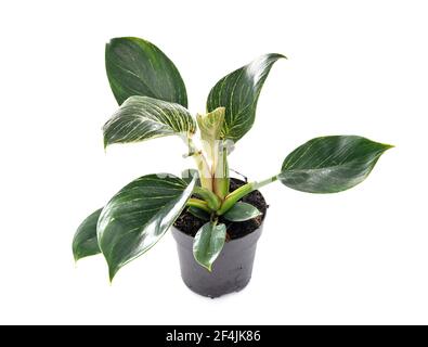 Philodendron birkin devant un fond blanc Banque D'Images