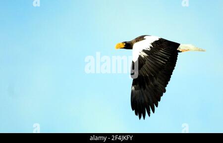 Un aigle de mer de Steller survolant la côte Hokkaido de la mer d'Okhotsk. Banque D'Images