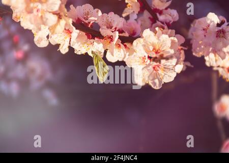 Fleurs d'abricot dans le jardin de printemps. Un papillon recueille le nectar des fleurs. Magnifique fond rose lilas. Une branche d'arbre en fleur en flou. Banque D'Images