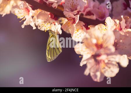 Fleurs d'abricot dans le jardin de printemps. Un papillon recueille le nectar des fleurs. Magnifique fond rose lilas. Une branche d'arbre en fleur en flou. Banque D'Images