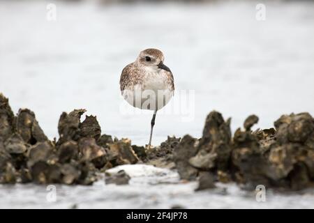 Un pluvier à ventre noir (Pluvialis squatarola) debout sur une jambe d'un lit d'huîtres. Banque D'Images