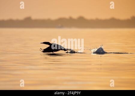 Une silhouette d'un cormoran à double crête qui s'endélasse de l'eau avec le soleil du matin doré qui se reflète sur l'eau et les éclaboussures. Banque D'Images