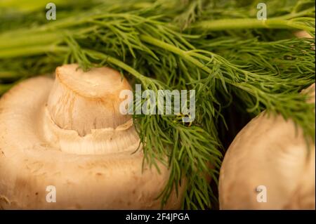 Jeunes champignons frais et aneth vert juteux sur la table. Mise au point sélective en gros plan. Banque D'Images