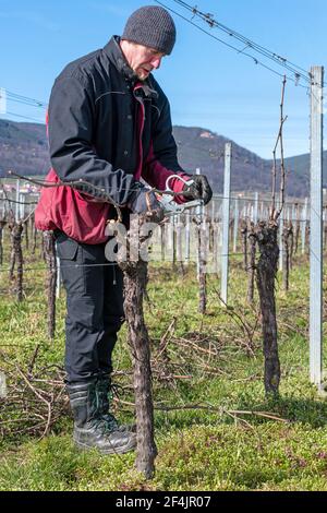 Le jeune homme lie des branches de vigne dans un vignoble contre un ciel bleu nuageux Banque D'Images