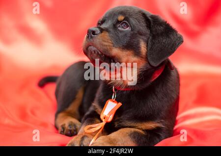 Rottweiler Puppy sur fond rouge. Animal de compagnie de deux mois avec ruban orange et badge en plastique. Animal drôle de la race allemande. Gros plan. Sélection Banque D'Images