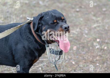 Grand chien noir debout avec une bouche ouverte et une large languette qui dépasse. Rottweiler majestueux sur laisse avec museau métallique. Marcher avec un animal de compagnie. Banque D'Images