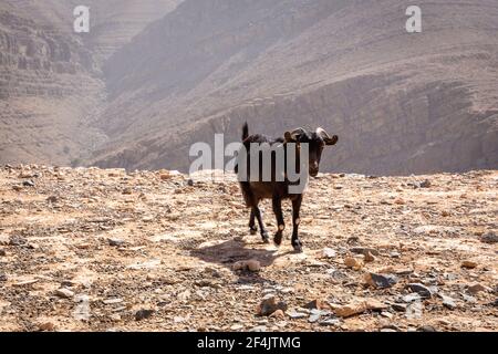 Chèvre noir (buck) avec des cornes et des yeux jaunes, se réveillant sur un sol pierreux avec des montagnes rocheuses stériles en arrière-plan dans la chaîne de montagnes Jebel JAIS. Banque D'Images