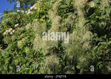 Fruit immature de la barbe de l'homme âgé (nom latin Clematis vitalba) En Serbie (Voïvodine) Banque D'Images