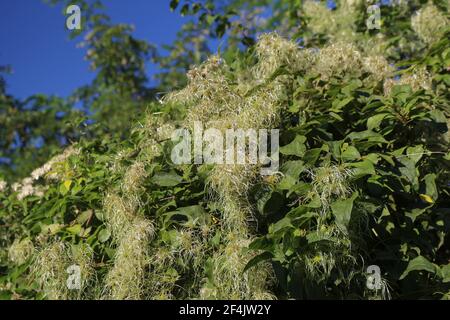 Fruit immature de la barbe de l'homme âgé (nom latin Clematis vitalba) En Serbie (Voïvodine) Banque D'Images